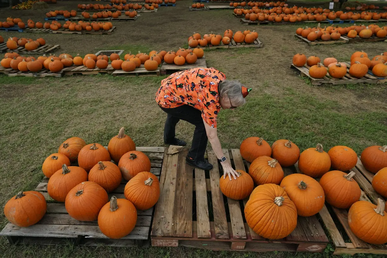 How extreme weather in the US may have affected the pumpkins you picked this year for Halloween