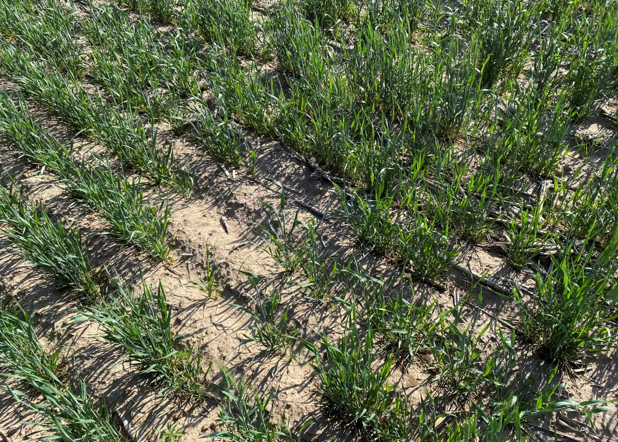 FILE PHOTO: General view of a wheat field that shows signs of damage from drought near Sublette