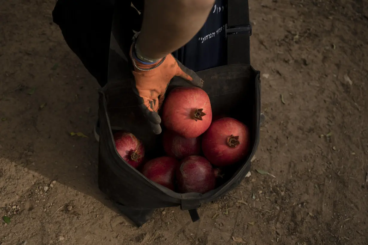 War plunged Israel’s agricultural heartlands into crisis, raising fears for its farming future