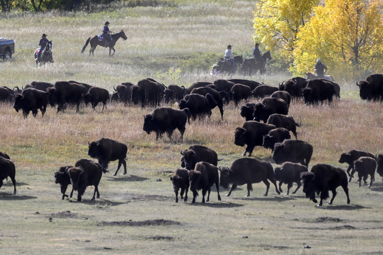 Rare US bison roundup rustles up hundreds to maintain health of the species