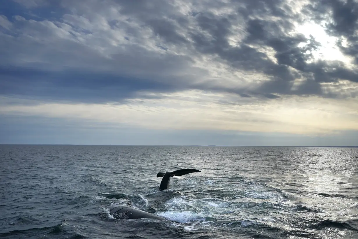 American Whales Climate Change