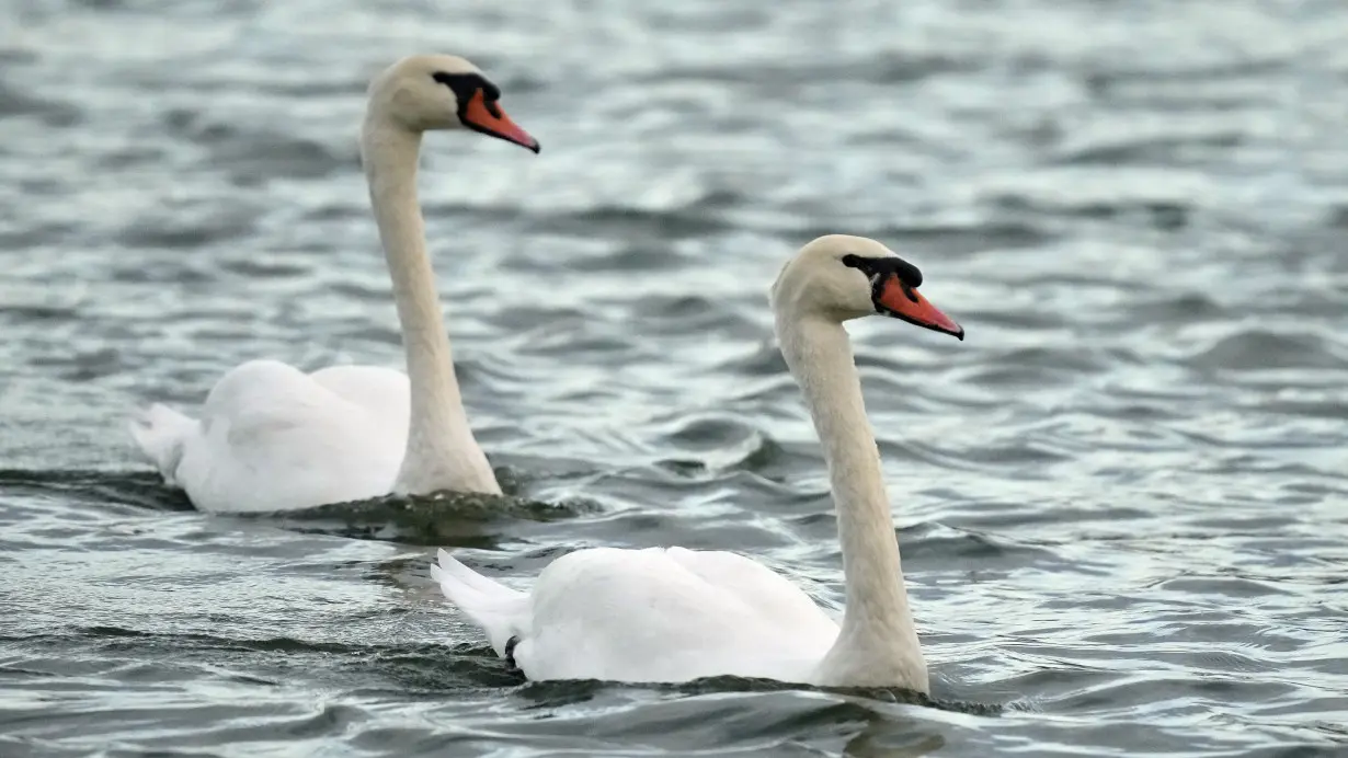 Swans in Florida that date to Queen Elizabeth II gift are rounded up for their annual physicals