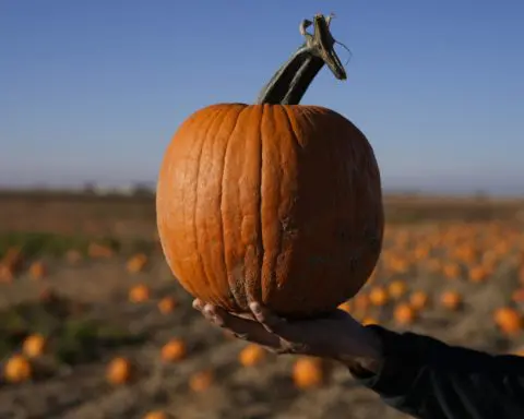 How extreme weather in the US may have affected the pumpkins you picked this year for Halloween