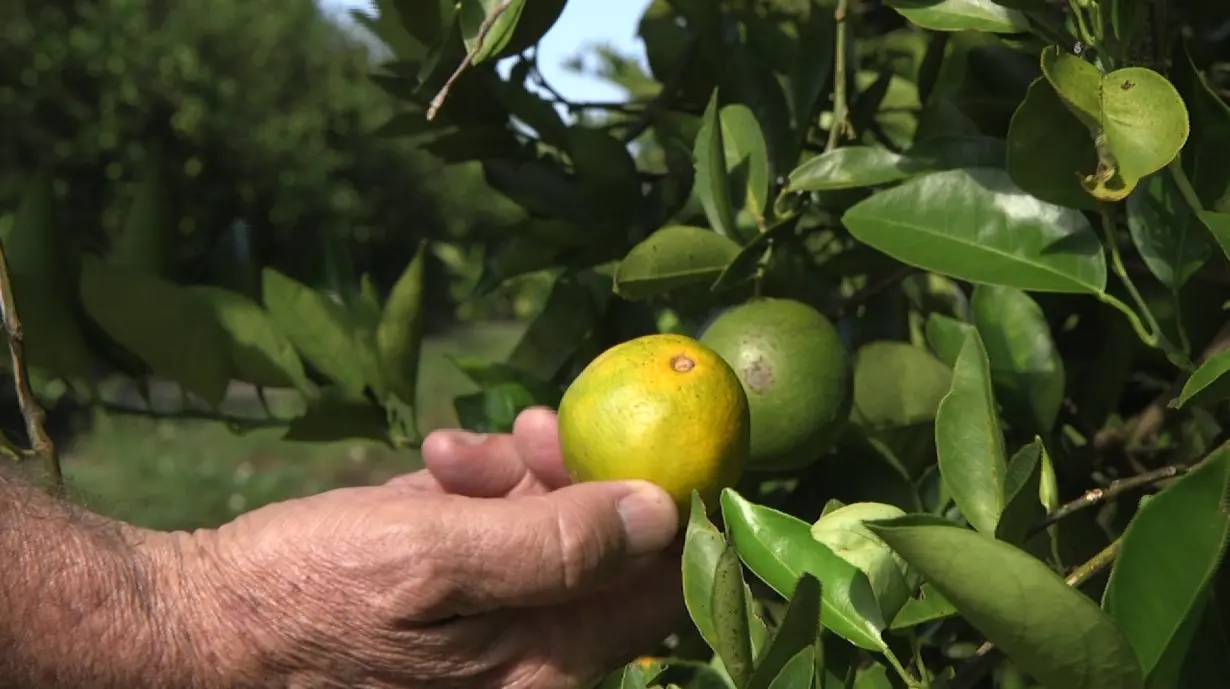 Florida Citrus