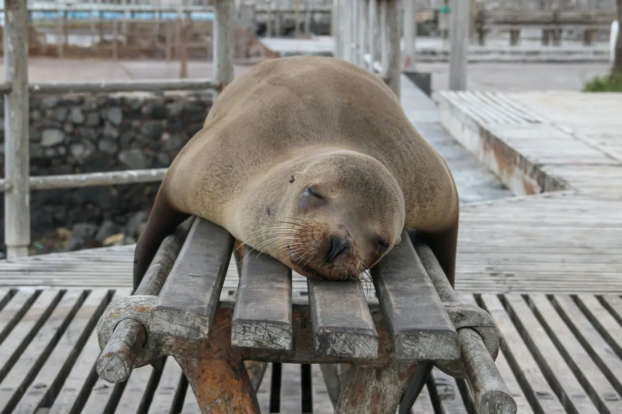 Sick Sea Lions