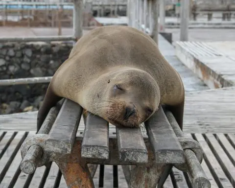 Toxic Algae Outbreak Sickens Sea Lions in California