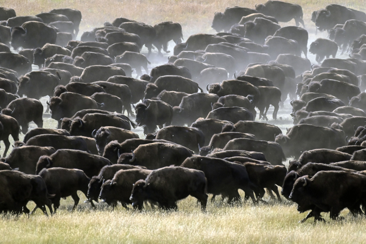 Rare US bison roundup rustles up hundreds to maintain health of the species