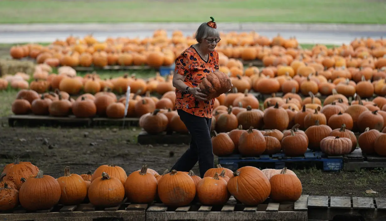 How extreme weather in the US may have affected the pumpkins you picked this year for Halloween