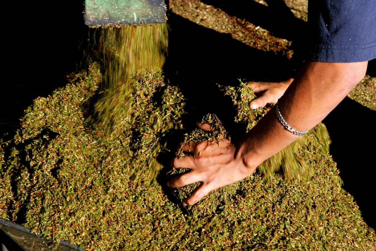 FILE PHOTO: A farmworker mixes piles of raw Rooibos tea as it emerges from a thresher at..