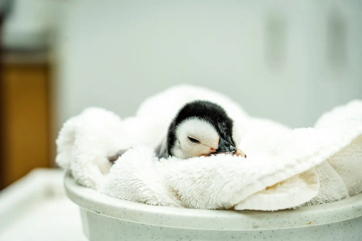 San Diego's SeaWorld welcomes rare emperor penguin chick