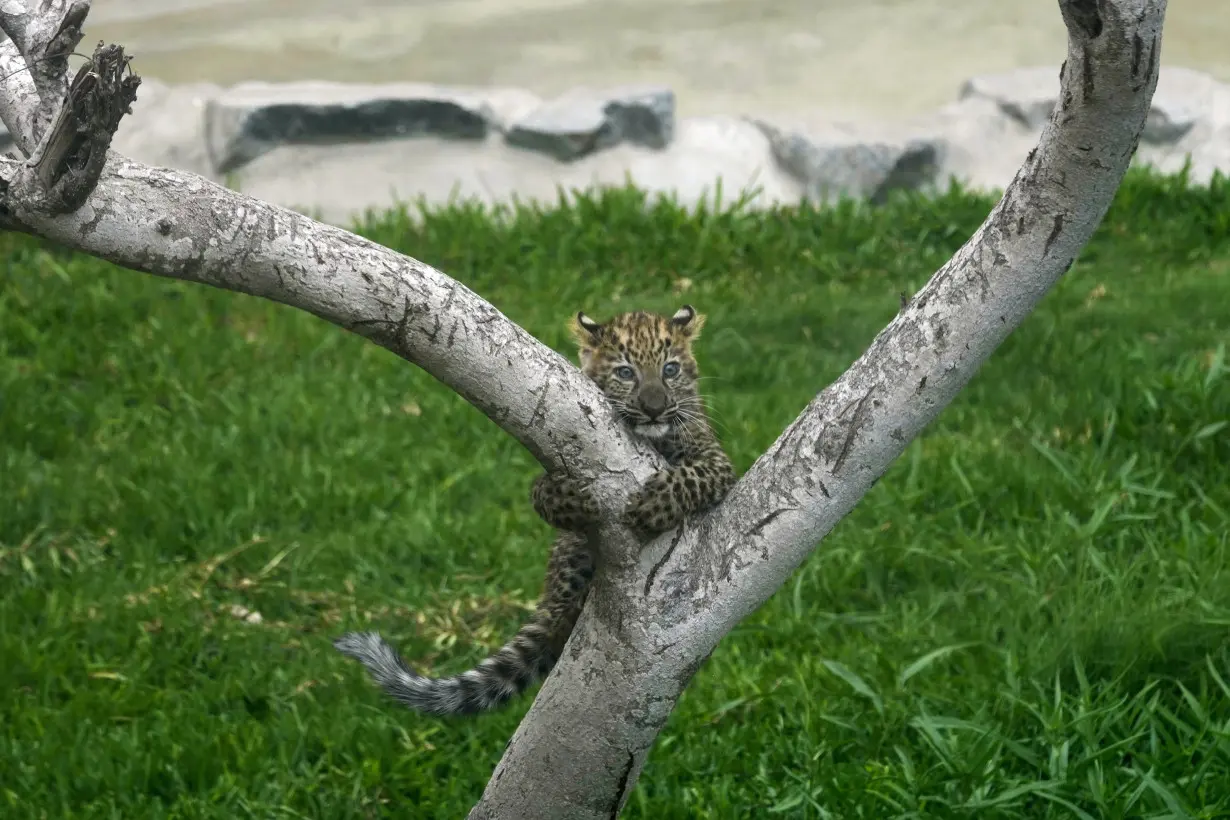 Peru Leopard Cubs