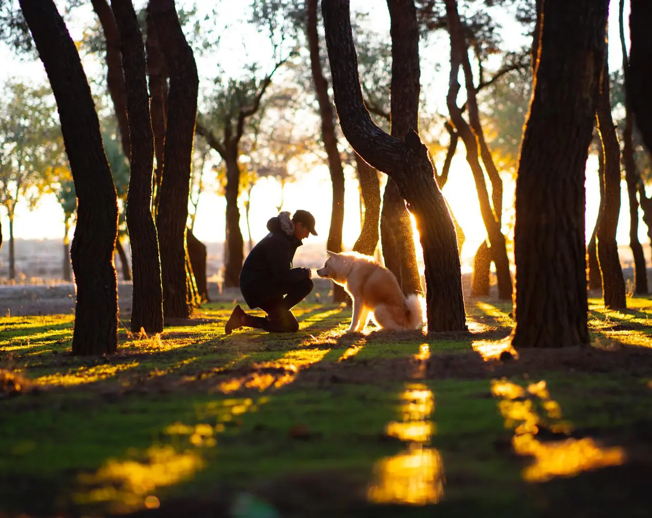 canine friends