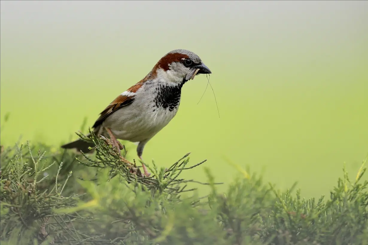 Climate Bird Nesting Agriculture