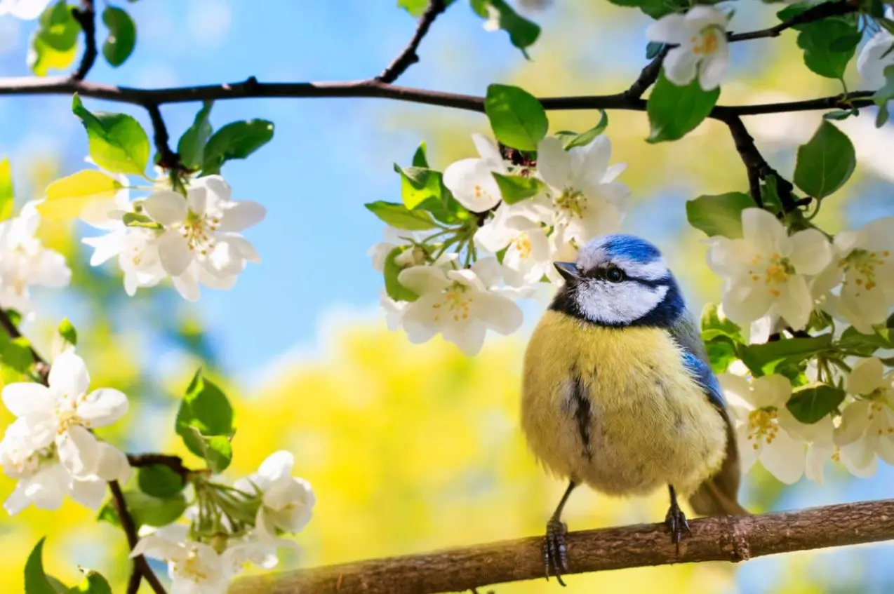 How Birdsongs Can Transform Your Mental Well-being