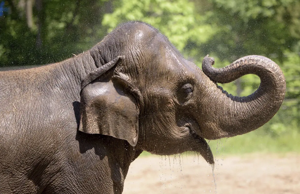 Zoo Elephant Death Dog