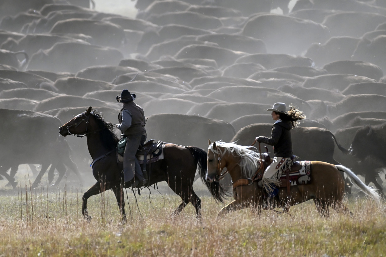 Rare US bison roundup rustles up hundreds to maintain health of the species