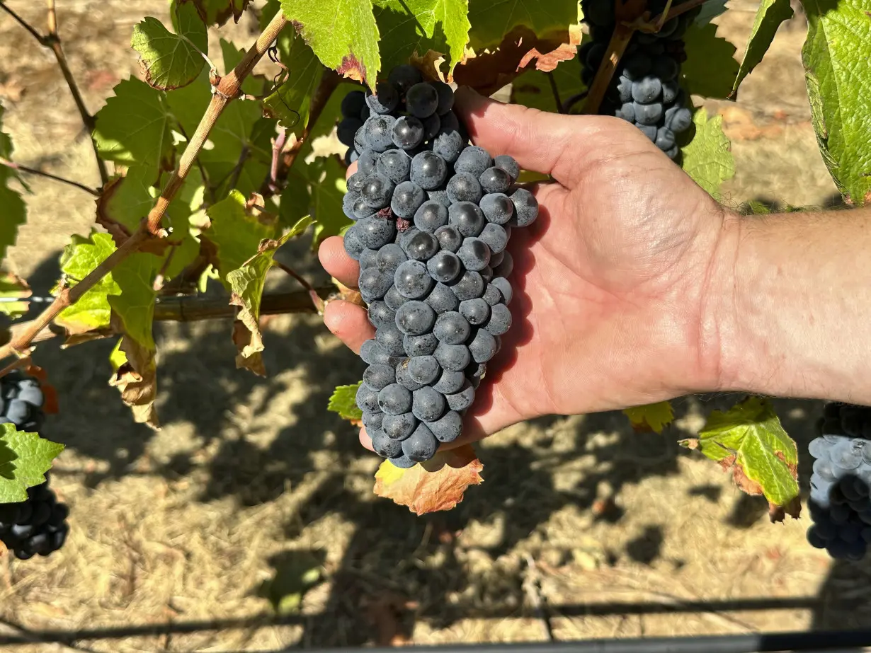 Inside scientists' mission to save America’s wine industry from climate change