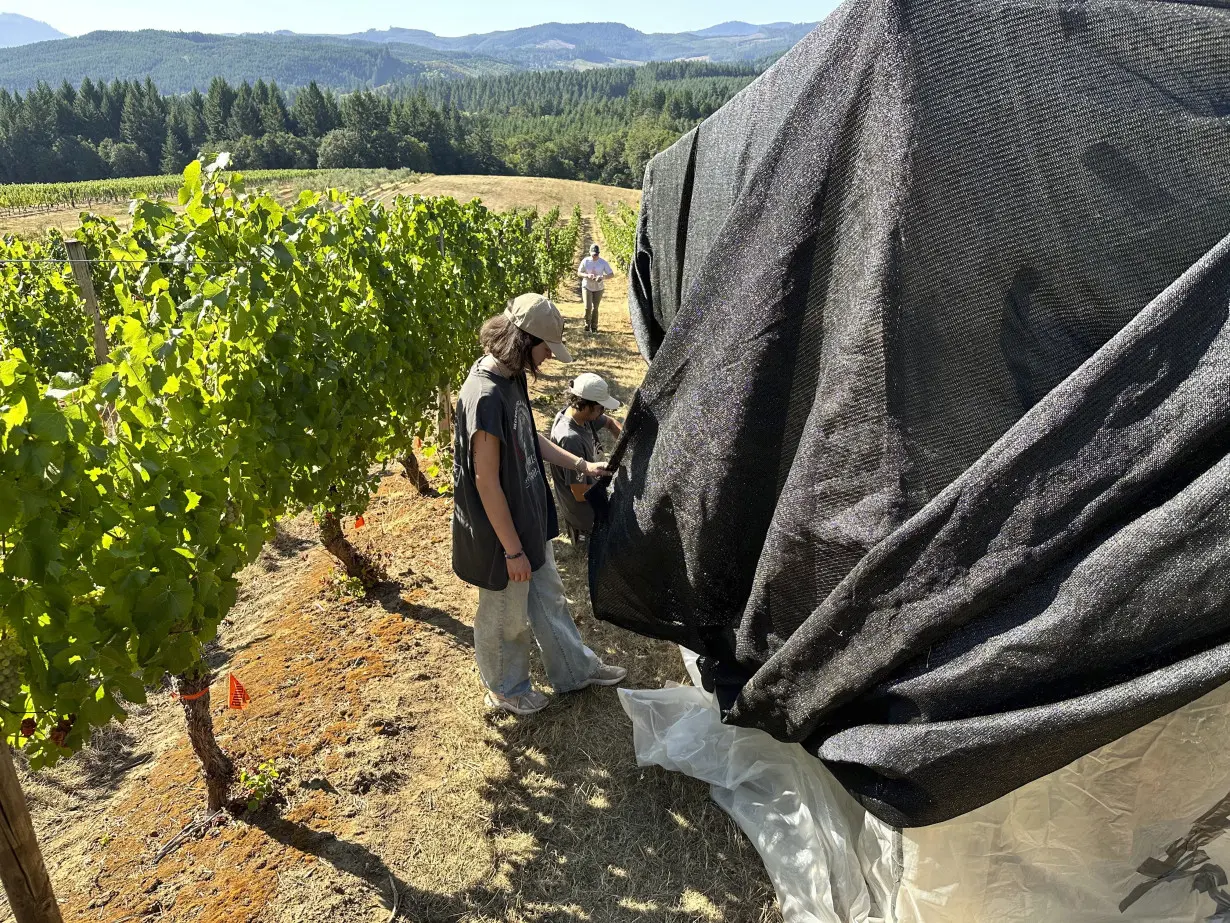 Inside scientists' mission to save America’s wine industry from climate change