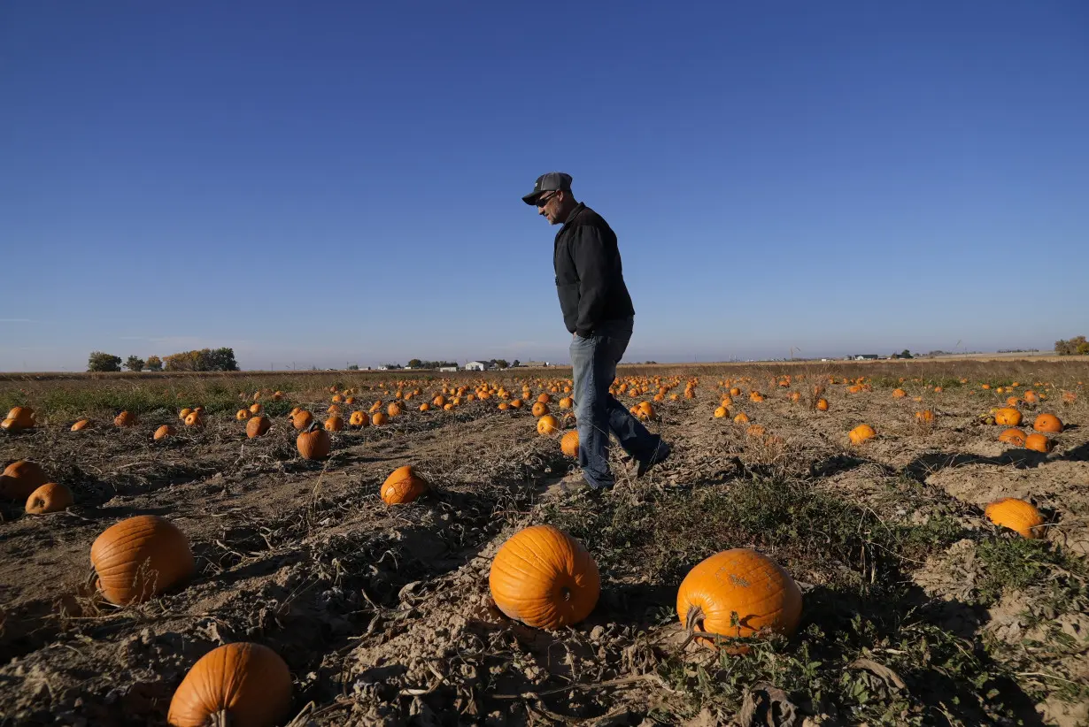 How extreme weather in the US may have affected the pumpkins you picked this year for Halloween