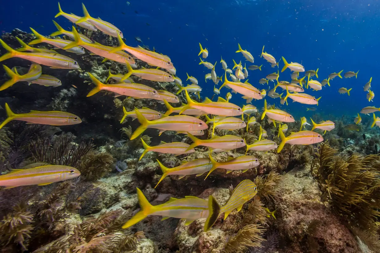 PFAS 'forever chemicals' are getting into ocean ecosystems, where dolphins, fish and manatees dine – we traced their origins