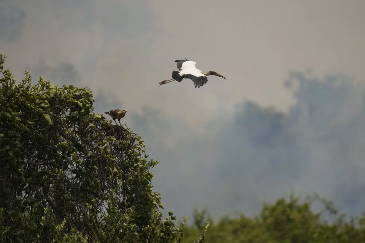 Brazil Wetland Wildfires