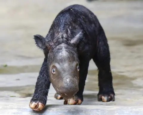 A Sumatran rhino calf born in Indonesia adds to an endangered species of fewer than 50 animals