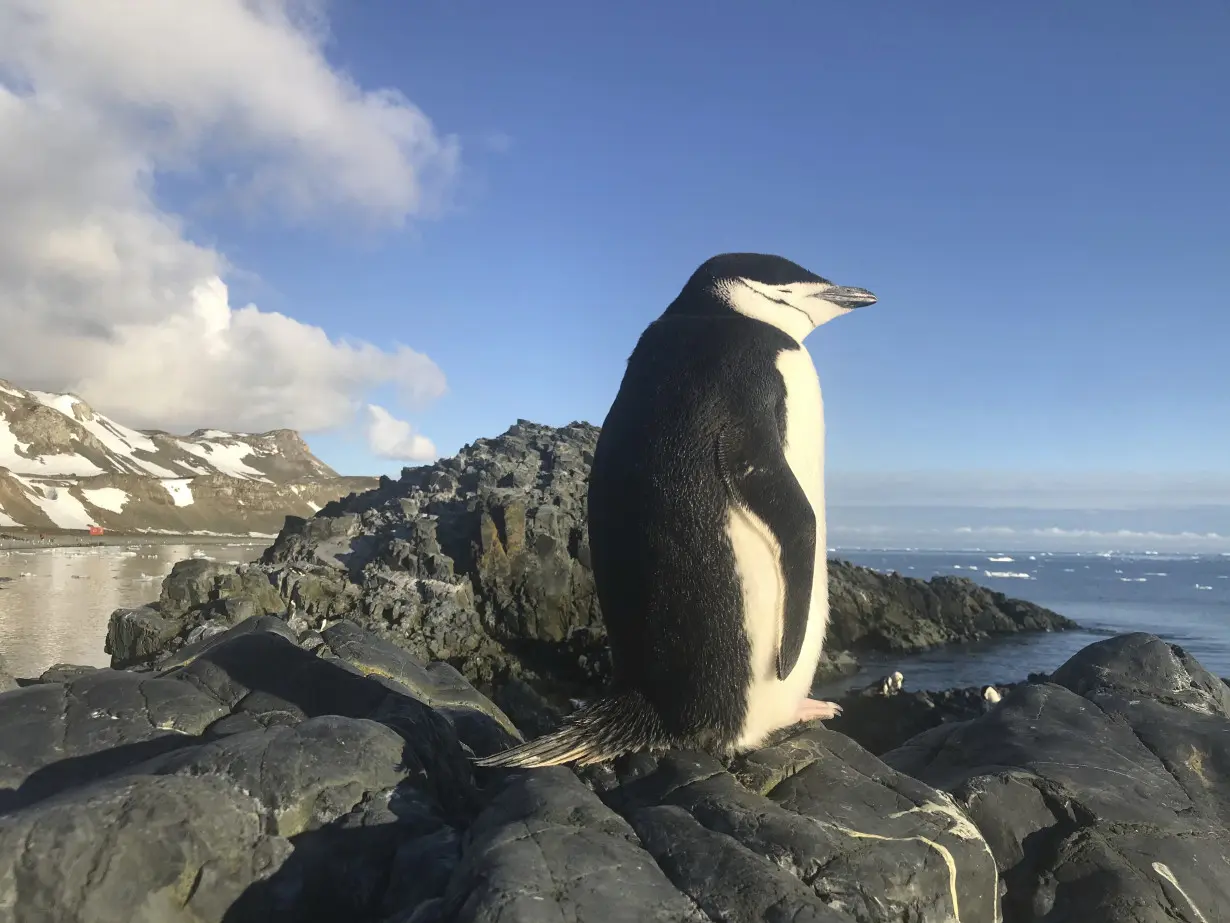 Napping Penguins