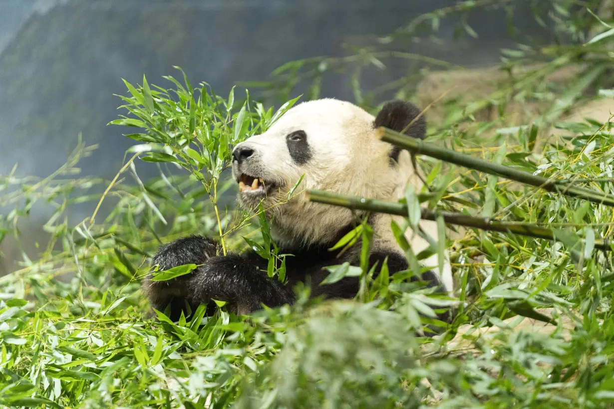 Giant Pandas