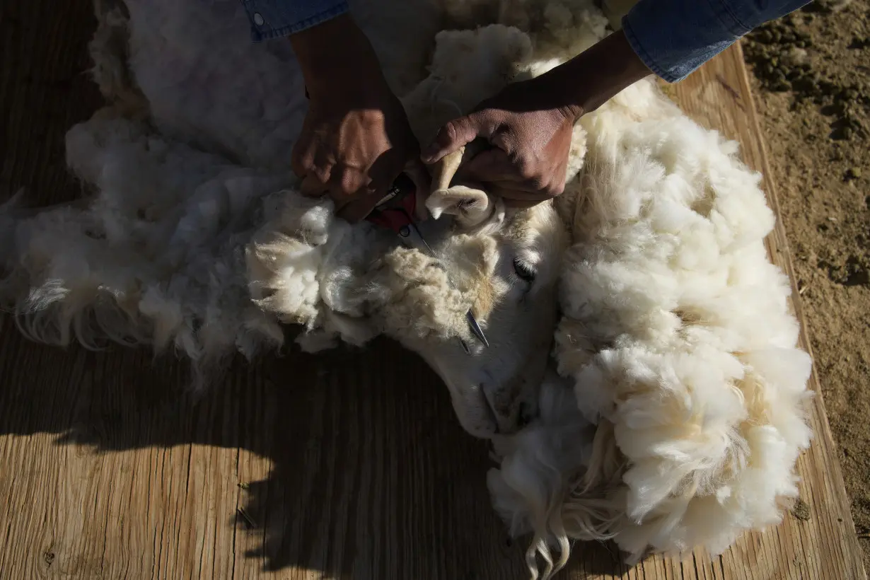 Climate Navajo Sheep