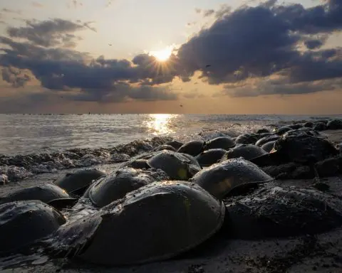 Horseshoe crab blood is vital for testing intravenous drugs, but new synthetic alternatives could mean pharma won't bleed this unique species dry