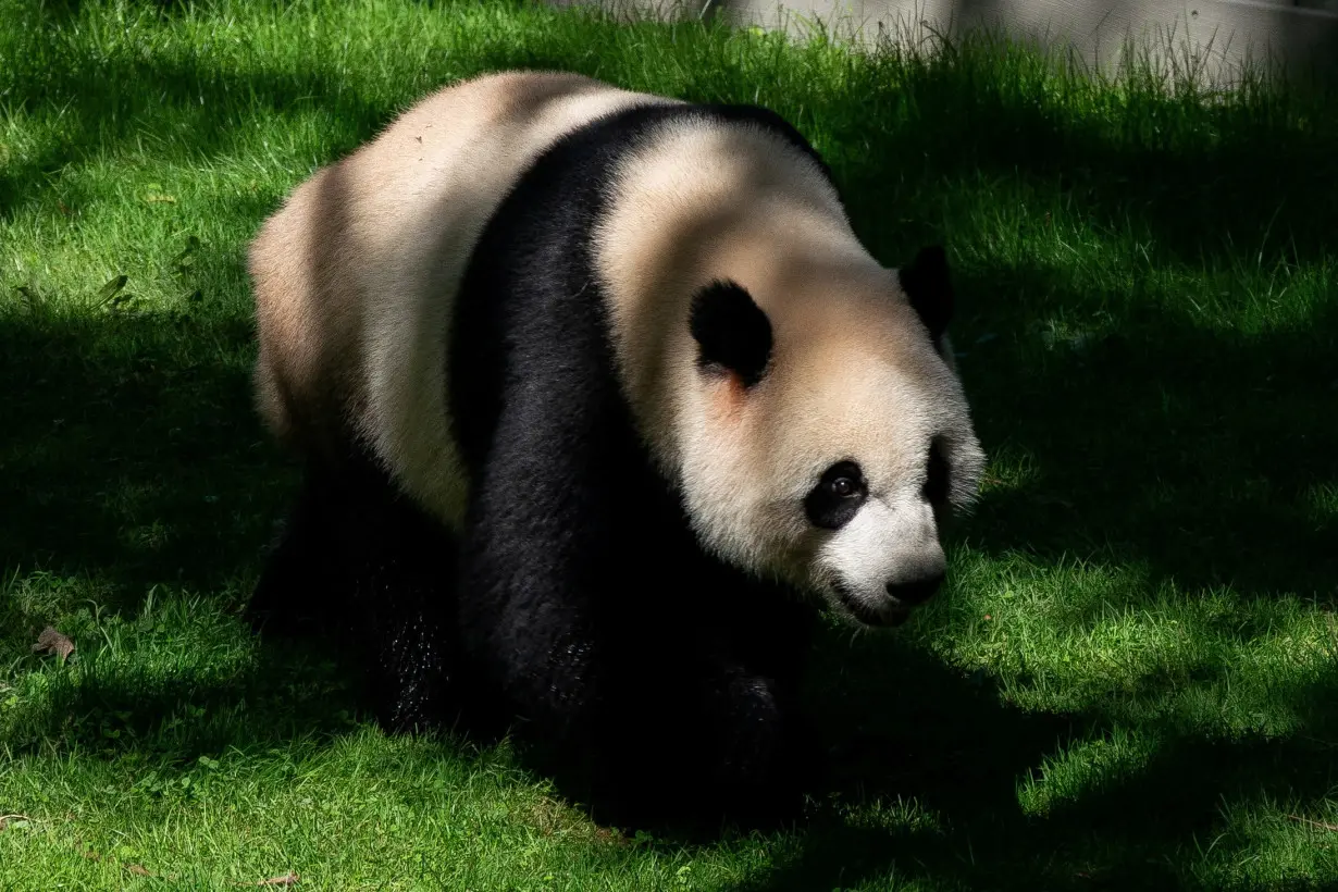 Washington's National Zoo Says Bye Bye To Beloved Giant Pandas