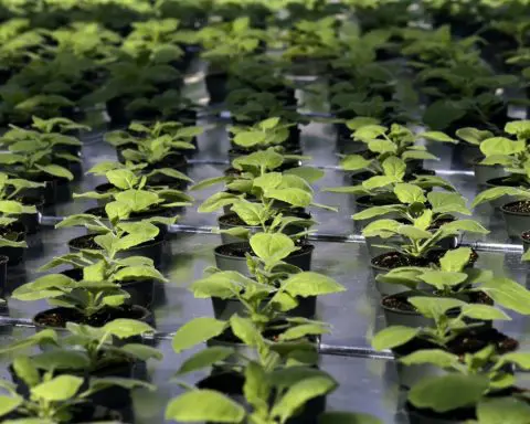 Exposing plants to an unusual chemical early on may bolster their growth and help feed the world