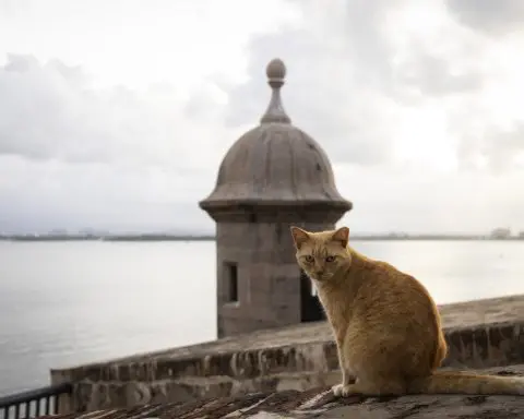 Puerto Rico's famous stray cats will be removed from grounds surrounding historic fortress