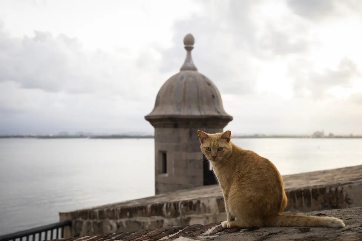 Puerto Rico Cats