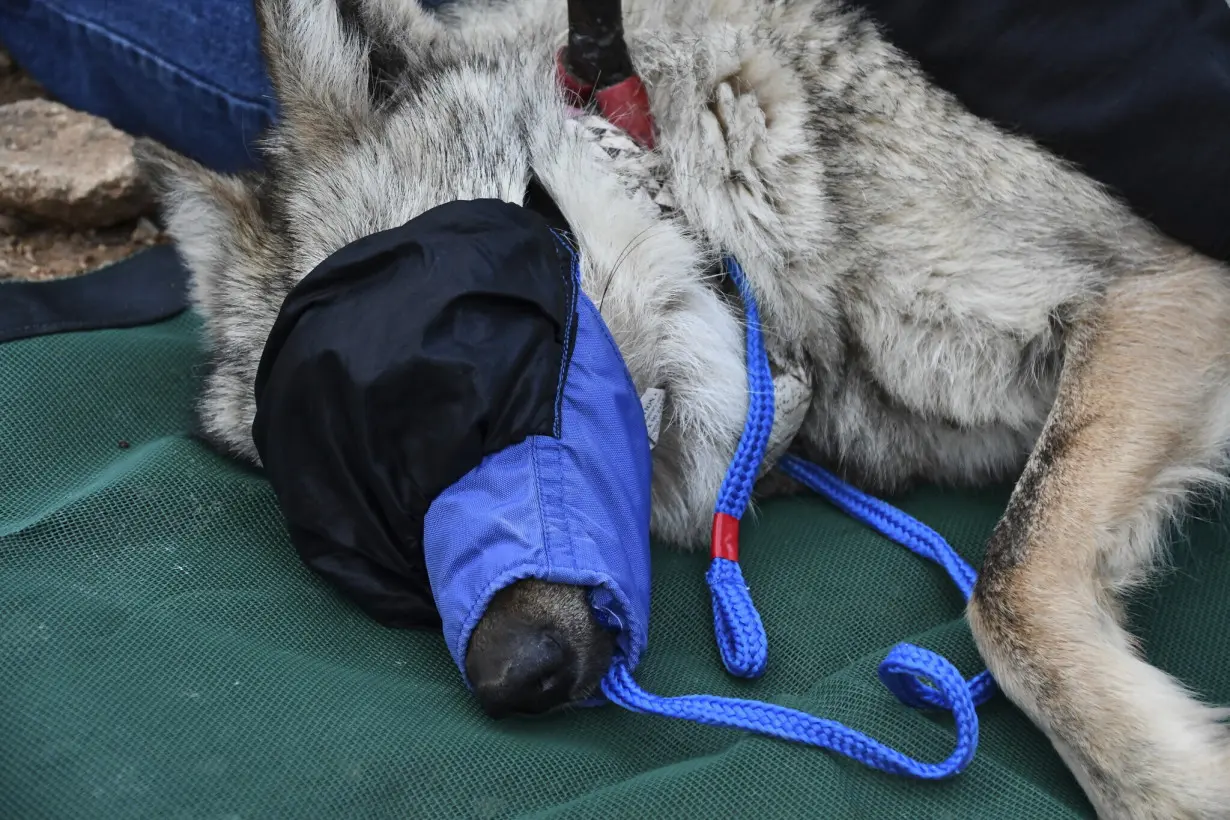 Biologists are keeping a close eye on a rare Mexican wolf that is wandering out of bounds