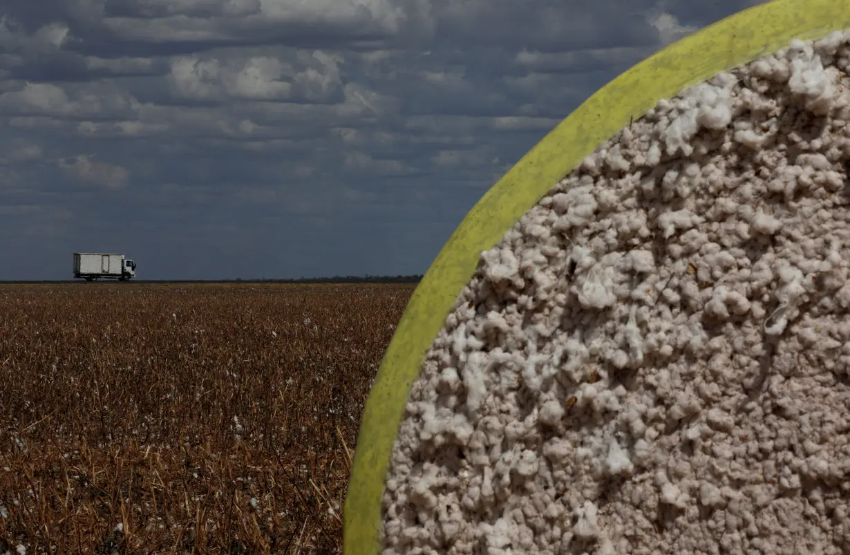 FILE PHOTO: A truck drives past bales of cotton in Luis Eduardo Magalhaes