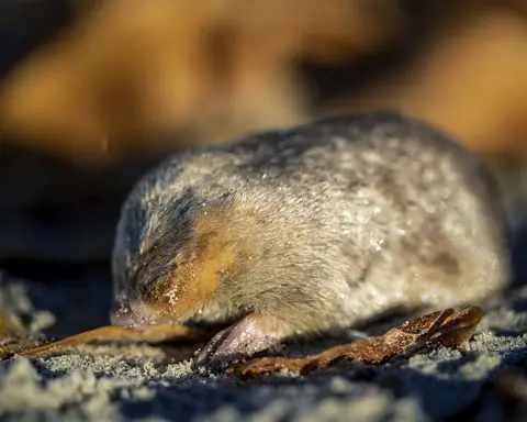 south africa rediscovered mole