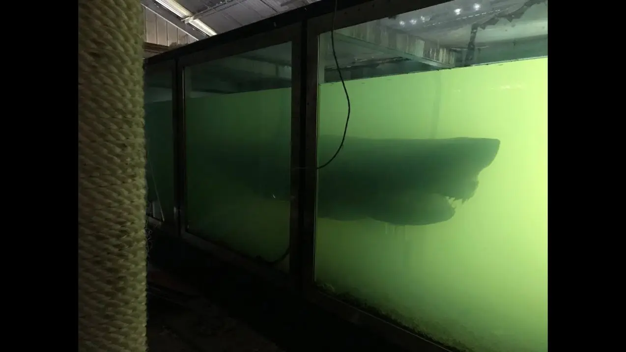 Explorer Finds 16-Foot Shark Haunting Empty Exhibit. Watch the Video.