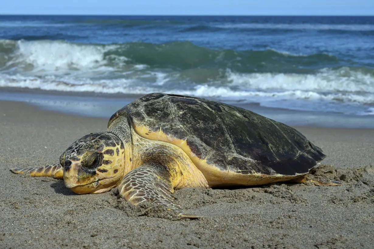 Sea Turtles Climate Threat