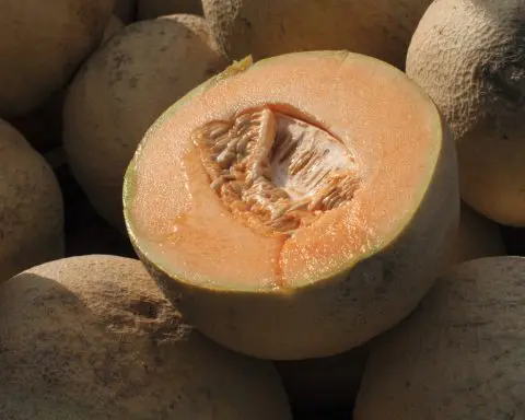 Don't eat pre-cut cantaloupe if the source is unknown, CDC says, as deadly salmonella outbreak grows