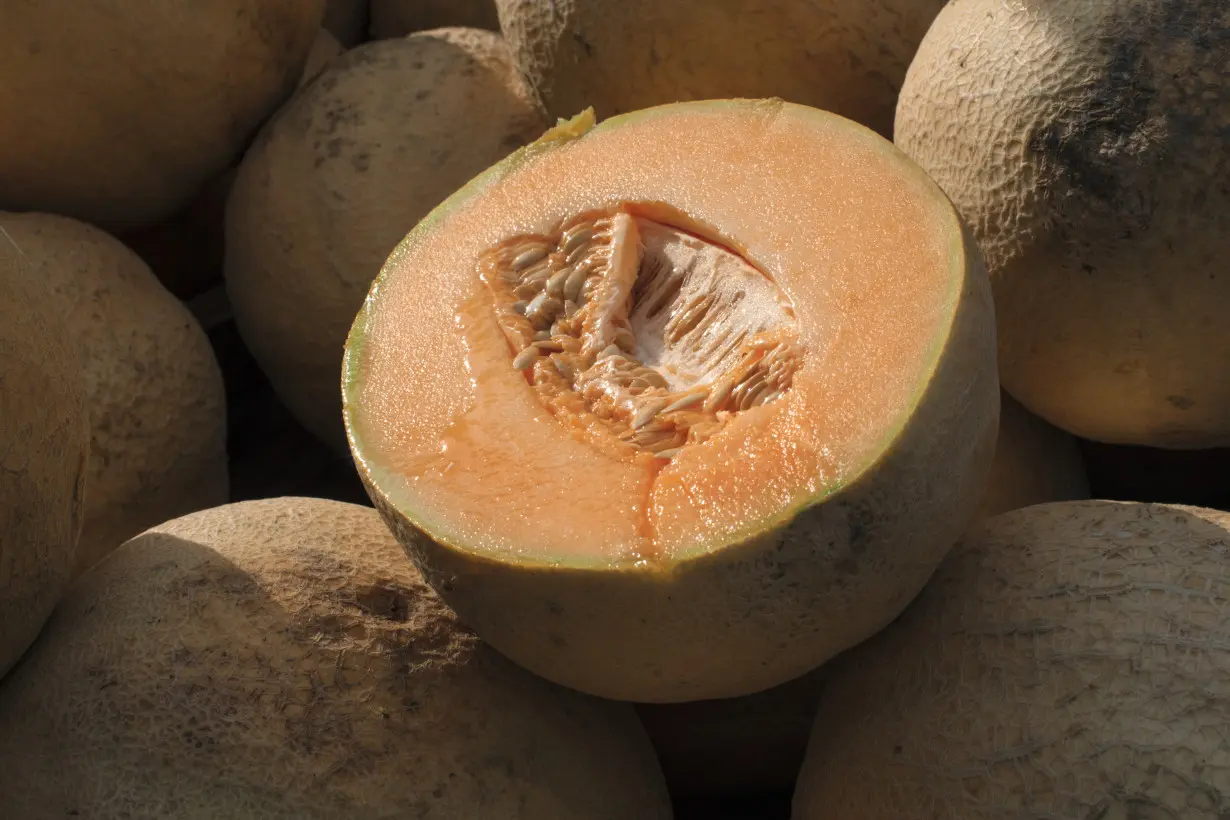 Cantaloupe Salmonella