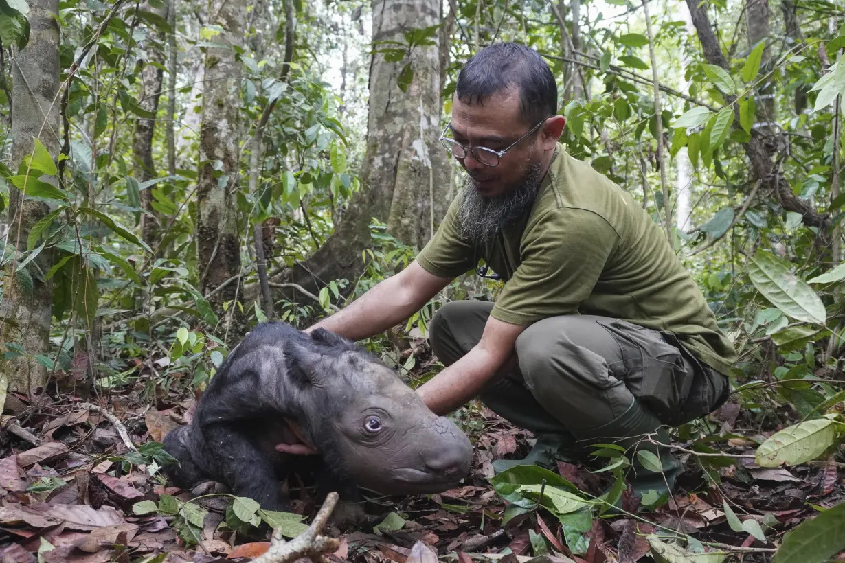 A Sumatran rhino calf born in Indonesia adds to an endangered species of fewer than 50 animals