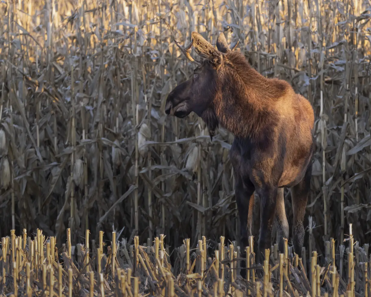 Moose On The Loose Minnesota