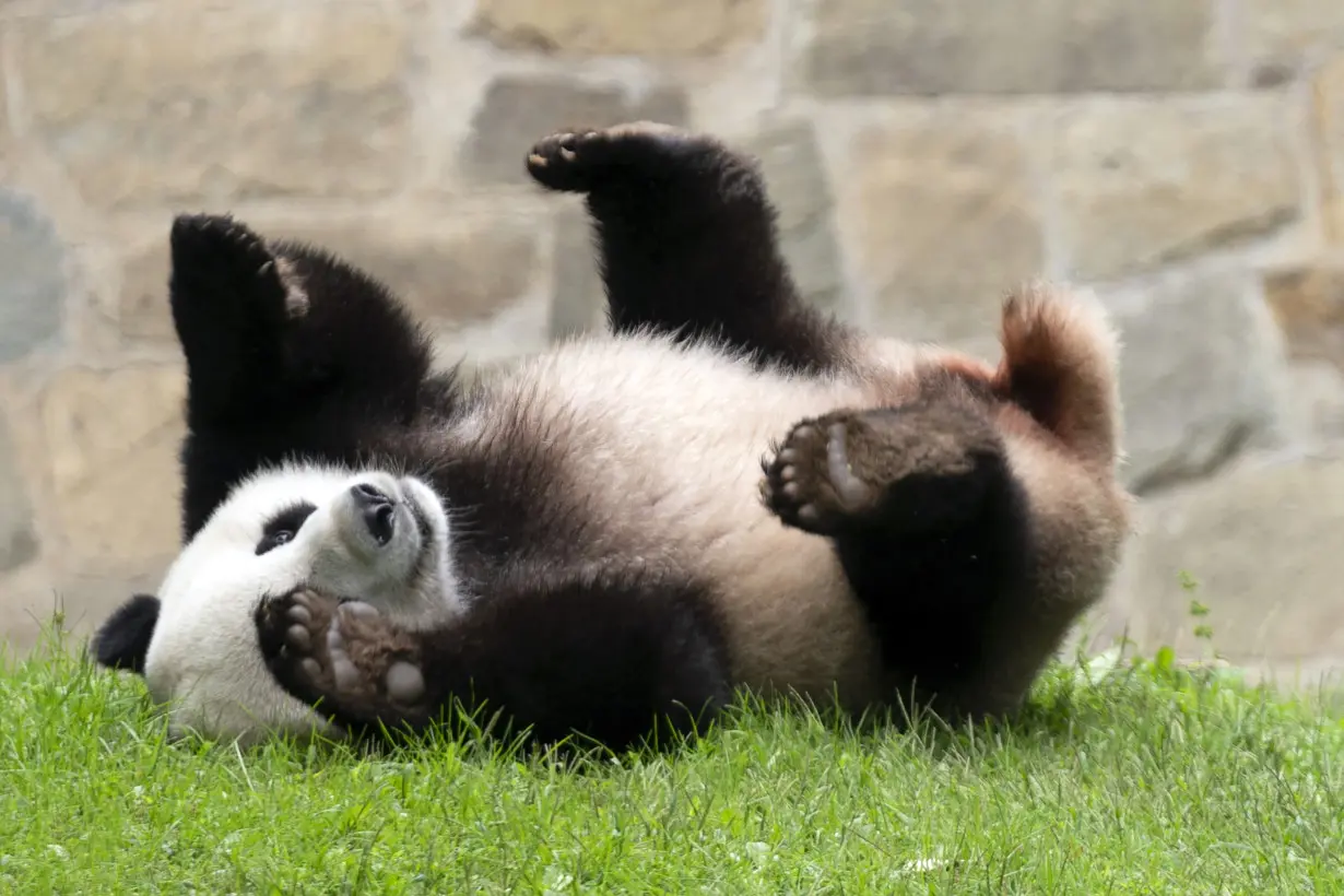 Giant Pandas