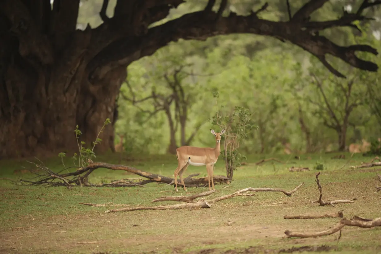 APTOPIX Zimbabwe Wildlife Drought