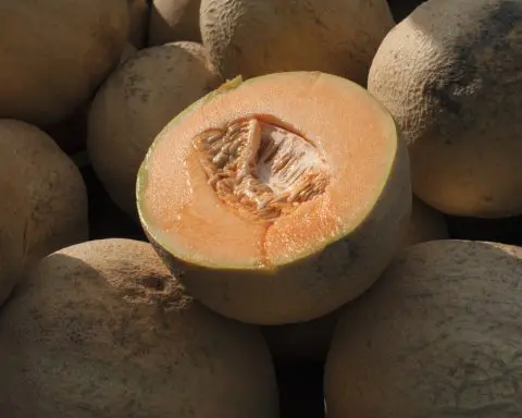 Salmonella in cantaloupes sickens dozens in 15 states, U.S. health officials say