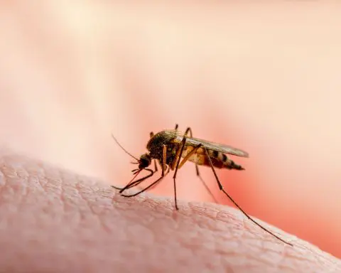 Scientists Unleash Millions of Mosquitoes to Block Disease