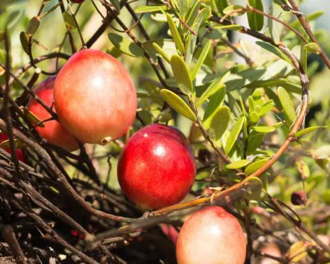 Cranberries can bounce, float and pollinate themselves: The saucy science of a Thanksgiving classic