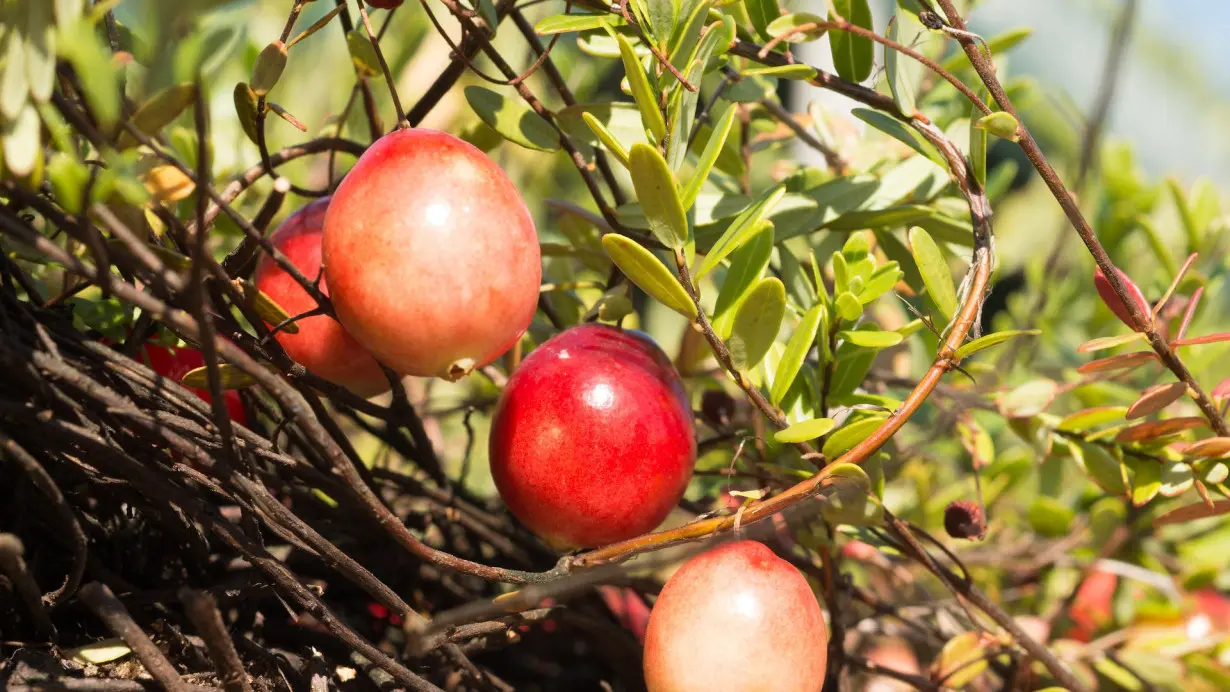 Cranberries can bounce, float and pollinate themselves: The saucy science of a Thanksgiving classic