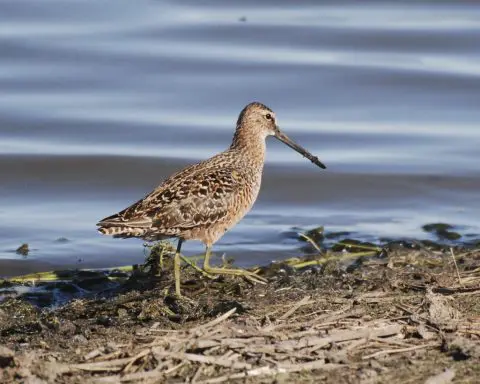 Ornithological society to rename dozens of birds — and stop naming them after people